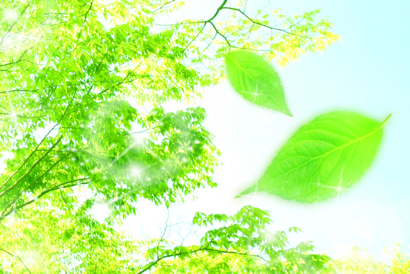 木漏れ日と木の葉