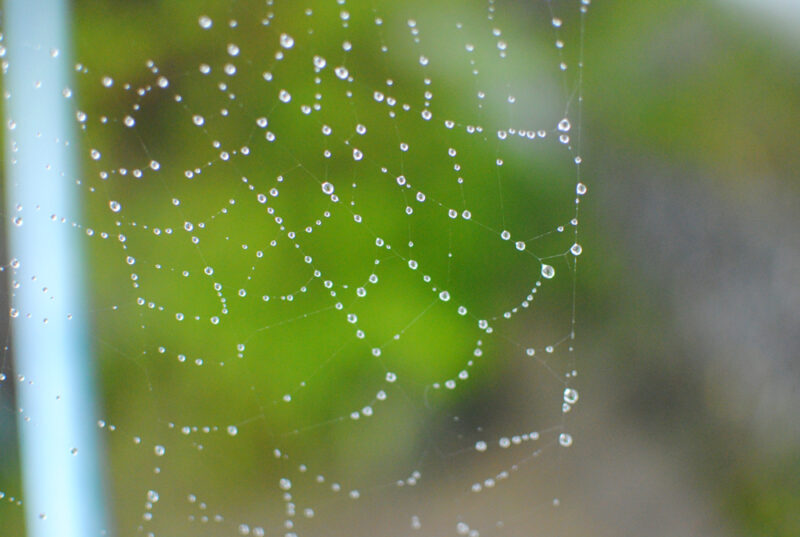 雨に濡れた蜘蛛の糸