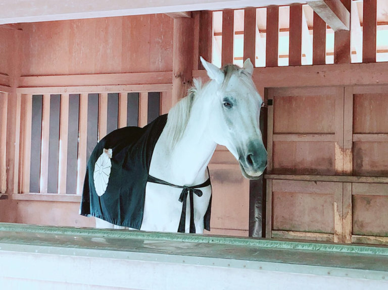 神様からの歓迎のサイン 神馬に出会う 神社との相性が良いと起こる現象 能 狂言を観に行こう