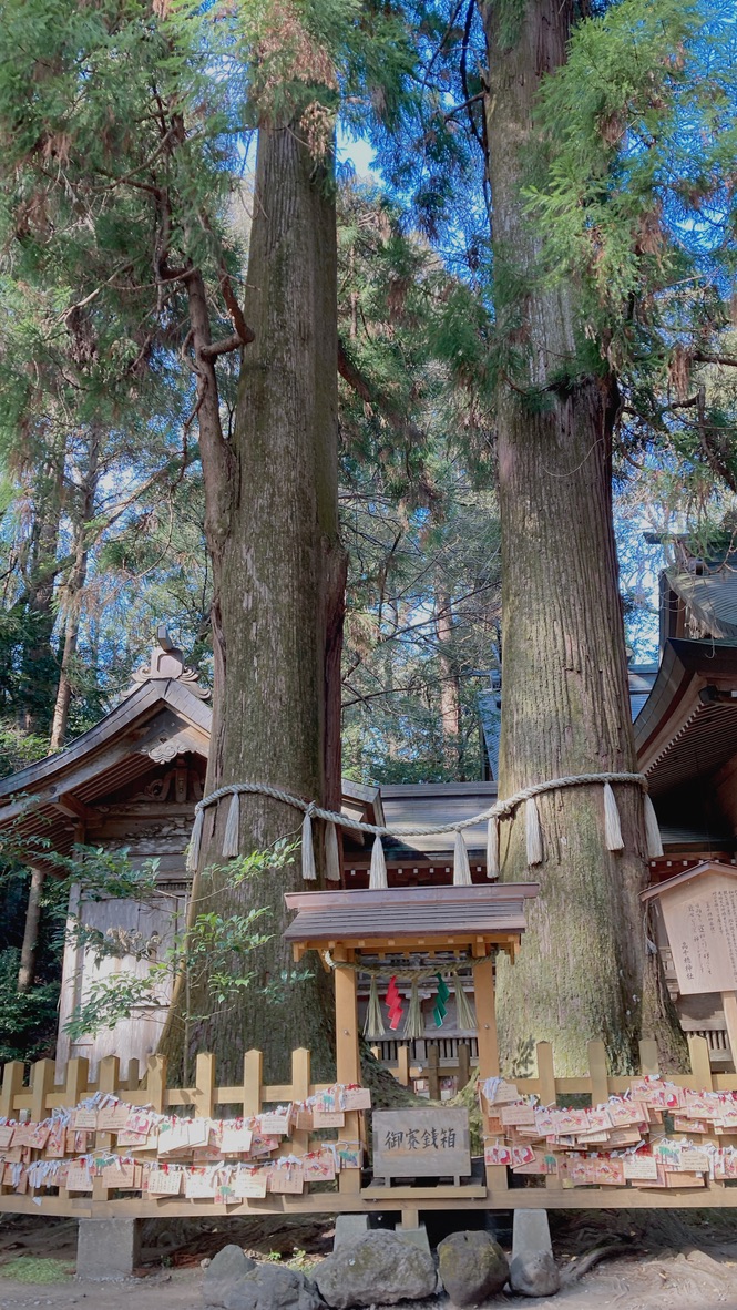 高千穂神社の夫婦杉