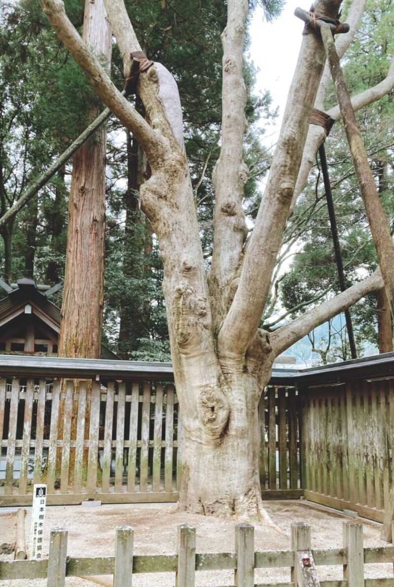 天岩戸神社の御神木、オガタマの木