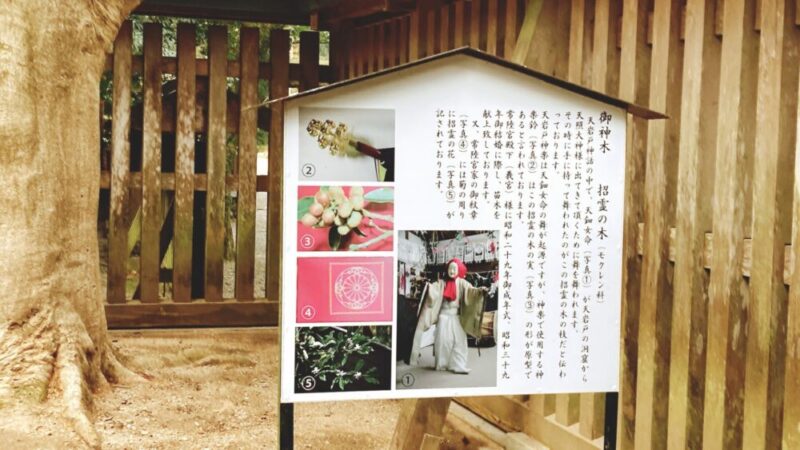 天岩戸神社の御神木・オガタマの枝をもってアマノウズメが舞を踊ったといわれている